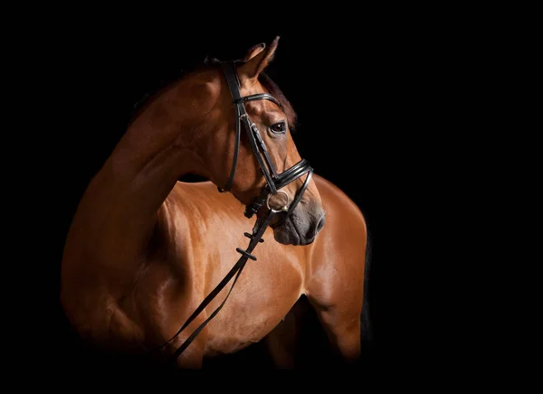 Paard ziet er achteruit — Stockfoto