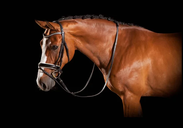 Cabeça de cavalo elegante com freio — Fotografia de Stock