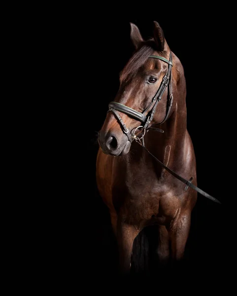 Bruin holsteiner zwarte achtergrond — Stockfoto