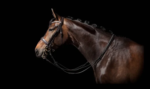 Barna ló fekete háttér — Stock Fotó