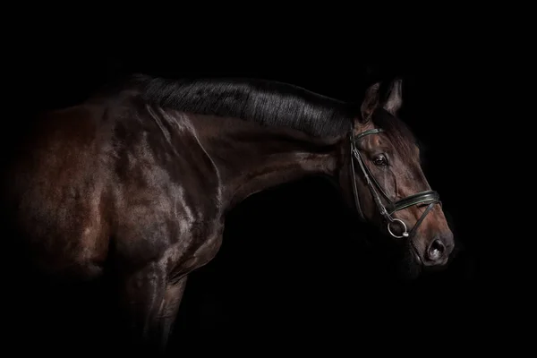 Rijpaard met hoofdstel — Stockfoto