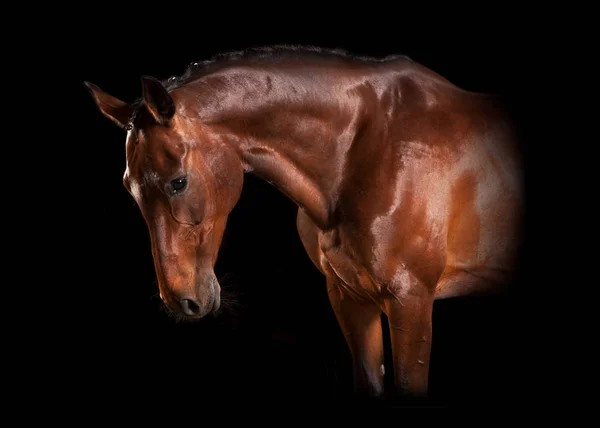 Ló portré fekete háttér — Stock Fotó