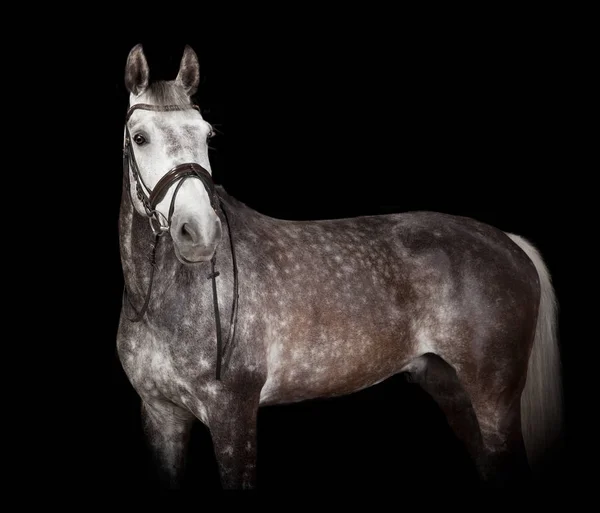 在黑色背景下的灰色马 — 图库照片