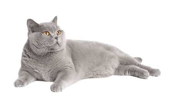 고양이 거짓말 고립 — 스톡 사진