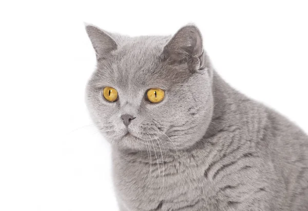 British shorthair isolé — Photo