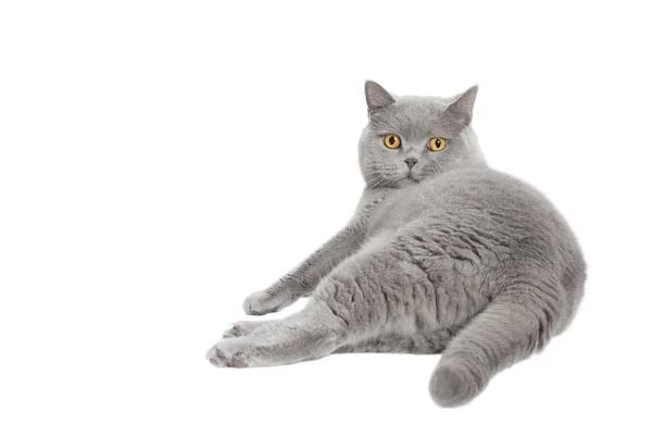 Gato gris aislado Fotos de stock libres de derechos