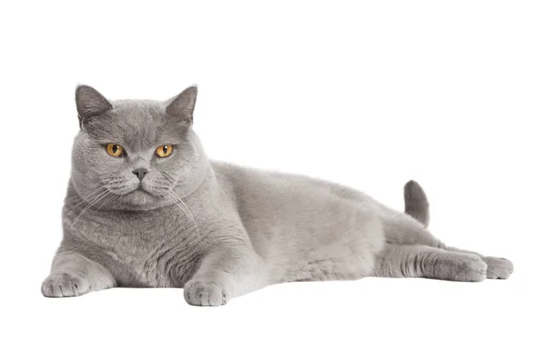 영국 짧은 머리 고양이 고립 스톡 사진