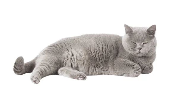 Cat sleeping white background Stock Image