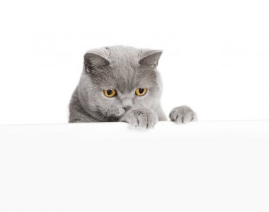 Kedi beyaz arka plan görünüyor