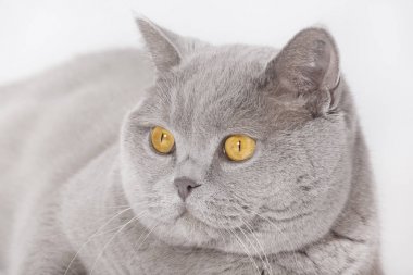 Cathead İngiliz kısa saç