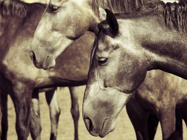 Spící Andalusie kůň Stock Snímky