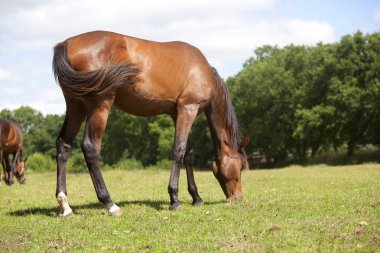 Yearling mare eats grass clipart