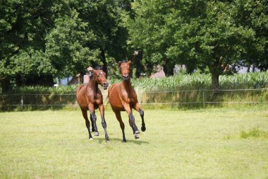 Yearlings play pasture clipart