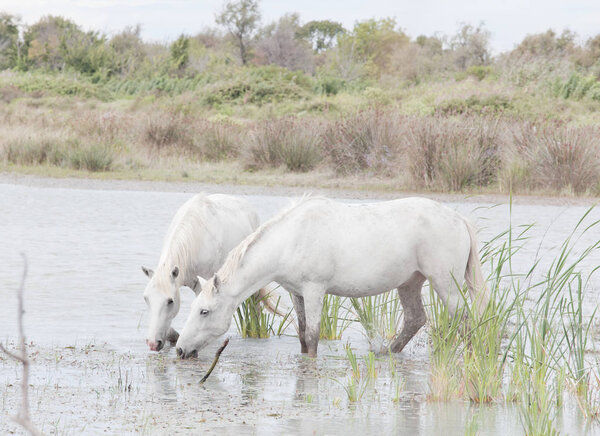 two horses Camarge