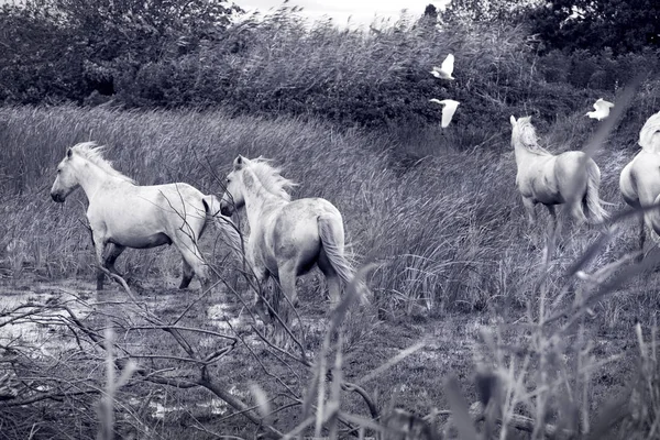 Дикие лошади в Камарже — стоковое фото