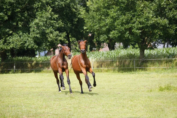 Yearlings játszani legelő Stock Kép