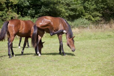 Böcekler veba atlar