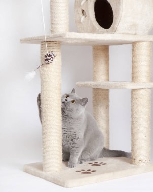 Kedi tırmalamak oynarken