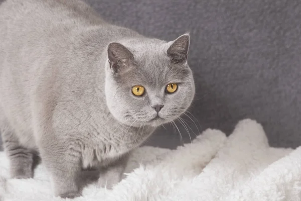 Gato gordo en manta —  Fotos de Stock