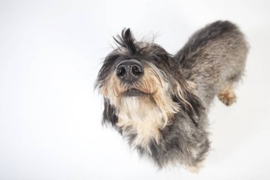 Dachshund örnek alıyor