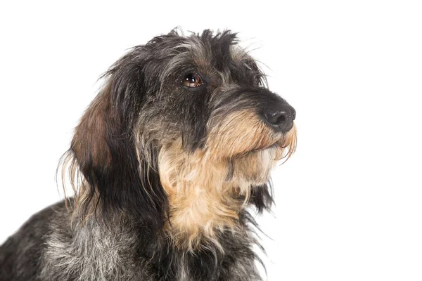 Dachshund head isolated — Stock Photo, Image