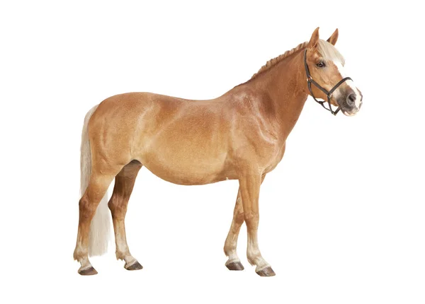 Haflinger isolato bianco — Foto Stock