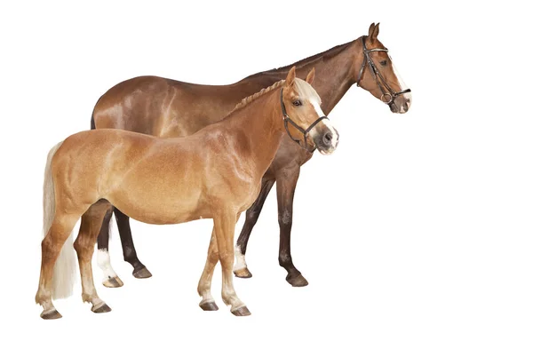 Cavalo e pônei isolados — Fotografia de Stock