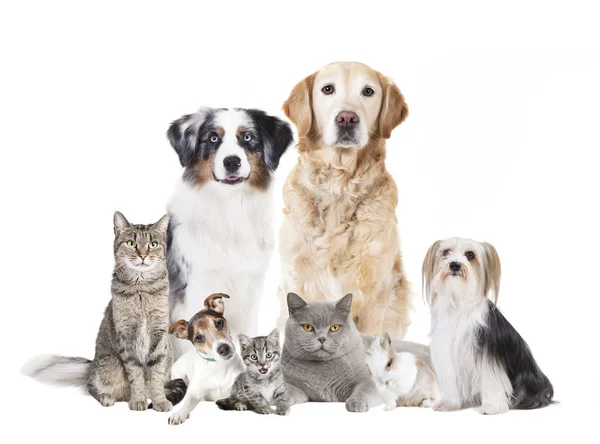 İzole kedi köpek