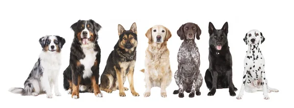 Large dogs isolated — Stock Photo, Image