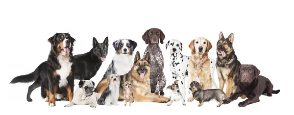 All dogs isolated — Stock Photo, Image