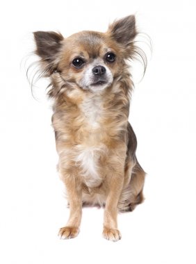 Chihuahua izole oturur