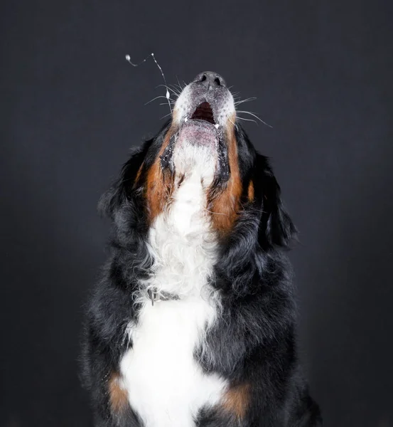 Bernese mountain dog hails — Stock Photo, Image