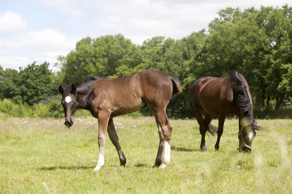 Foal looks to the camera — Stock Photo, Image