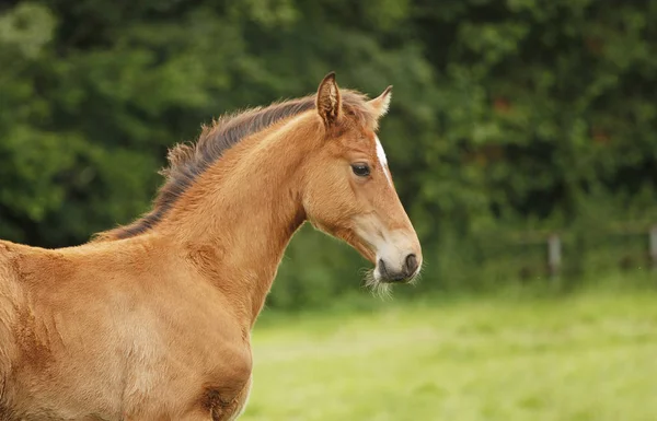 Foal marrón claro — Foto de Stock