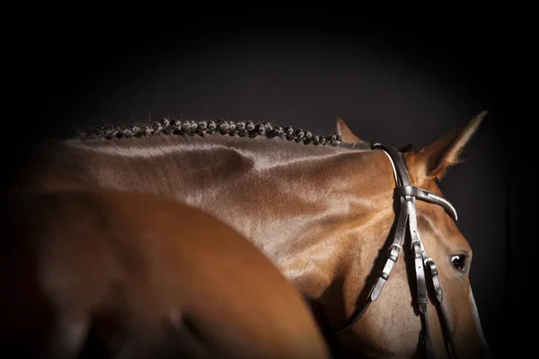 Paard gevlochten mane — Stockfoto