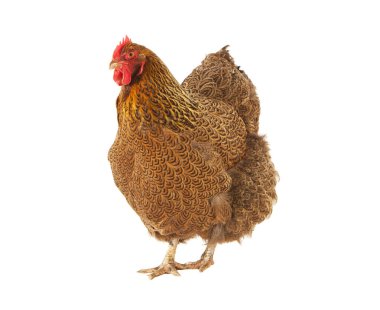 İzole kahverengi tavuk