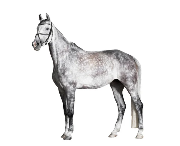 Λευκό ιππασία άλογο πλευρική θέα απομονωμένες — Φωτογραφία Αρχείου