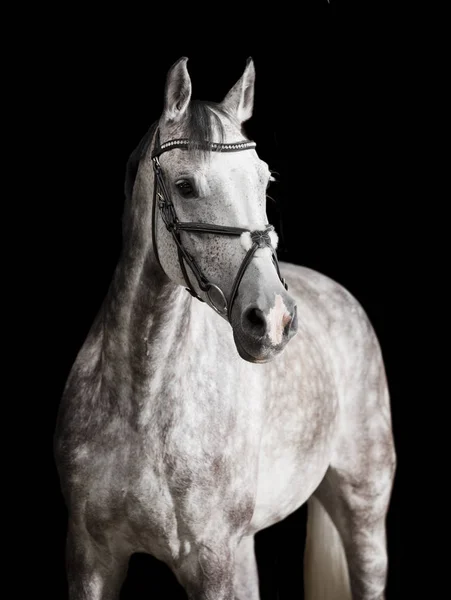 骑着马在黑色背景下的白色 — 图库照片