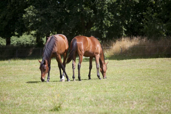 Две молодые лошади едят траву. — стоковое фото