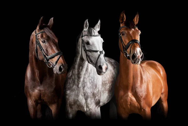 Different horses against black background — Stock Photo, Image