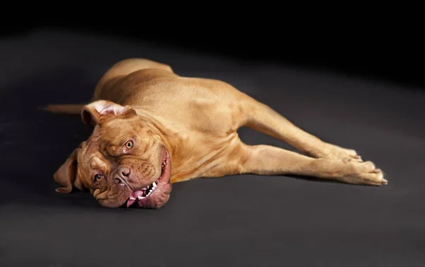 Bordeaux mastiff lying — Stock Photo, Image