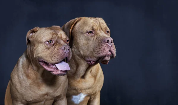 Two bordeaux mastiff — Stock Photo, Image