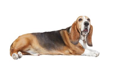 Basset hound beyaz arka plan