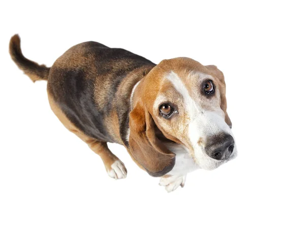 Basset hound fisheye isolated — Stock Photo, Image