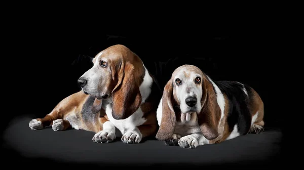 2 つのバセット犬黒背景 — ストック写真