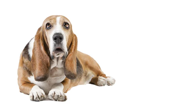 Basset hound, leżącego na białym tle — Zdjęcie stockowe