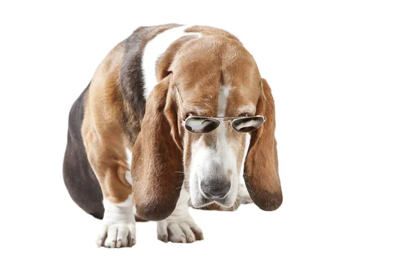Basset hound sunglasses isolated — Stock Photo, Image