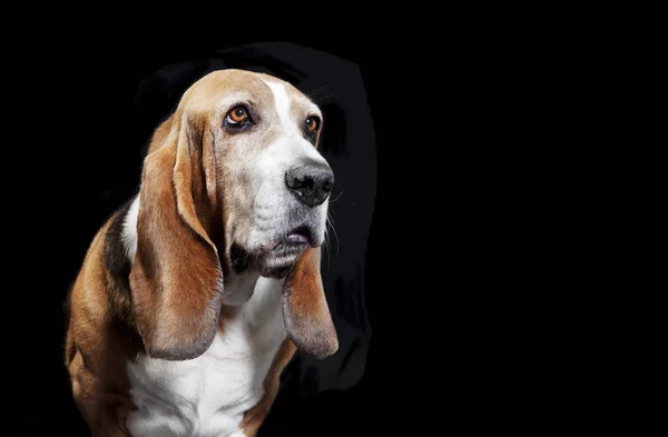 Basset hound czarne tło — Zdjęcie stockowe