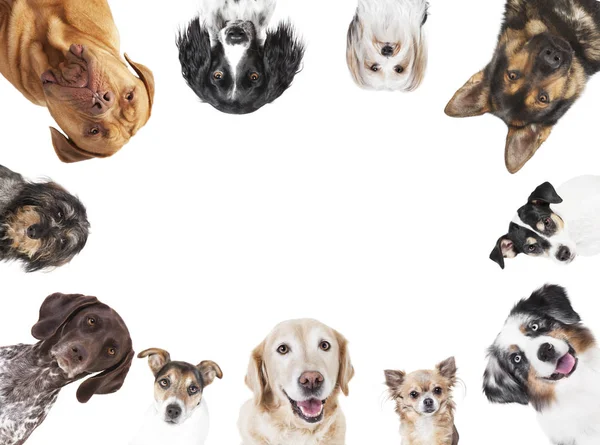 Různé psí hlavy kruhové uspořádání — Stock fotografie