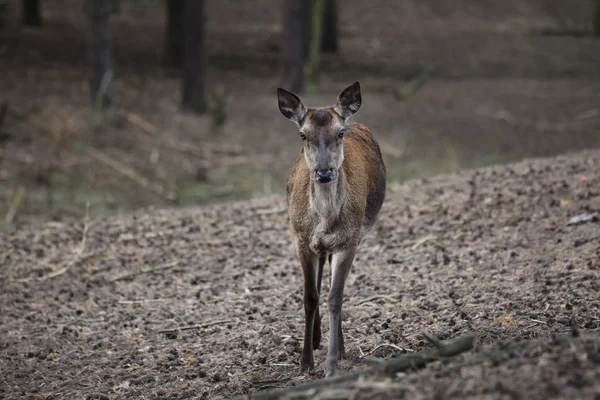 Rådjur doe i skogen — Stockfoto